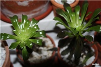 5612c55d-IMG_6605 aeonium.jpg